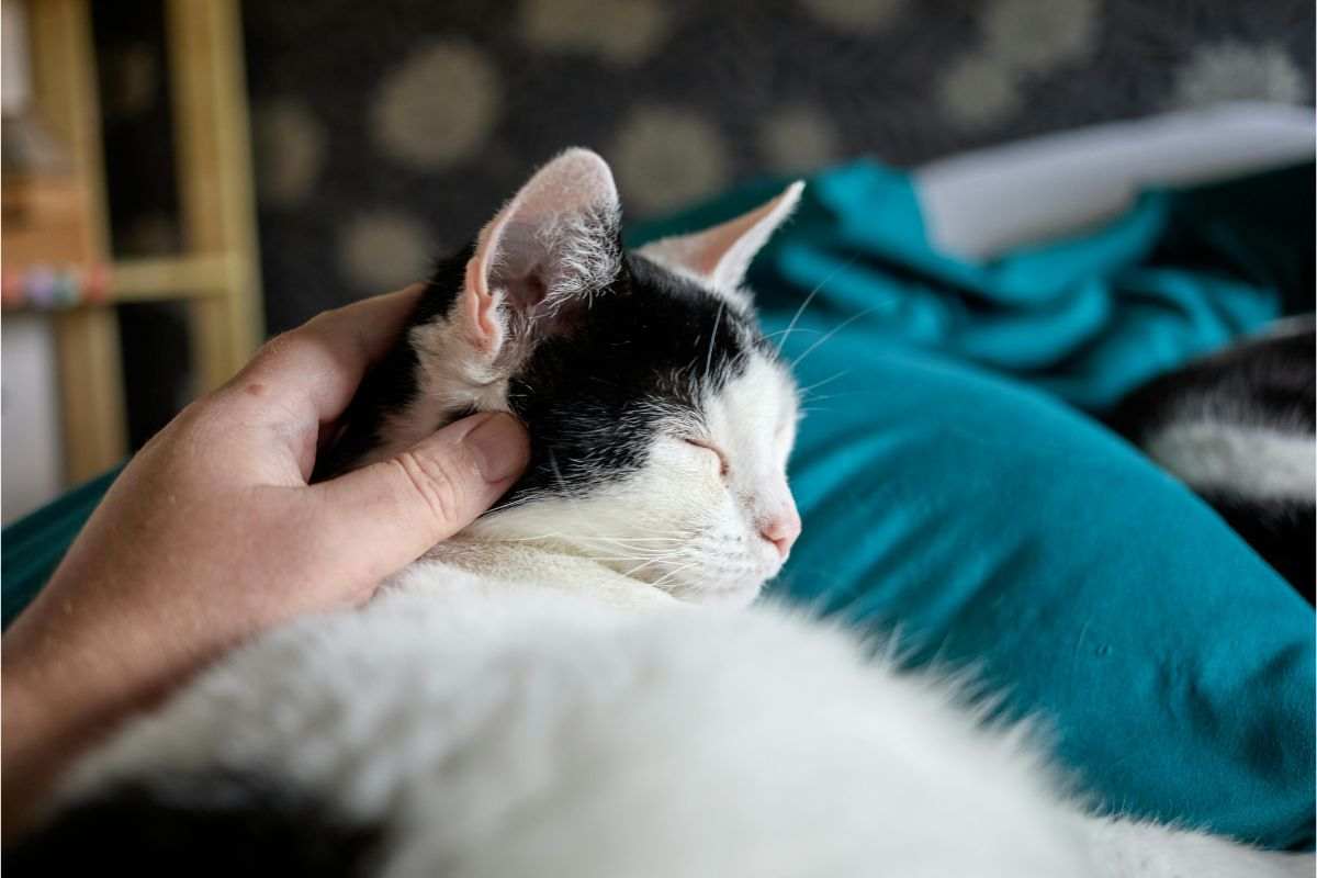 uomo e gatto