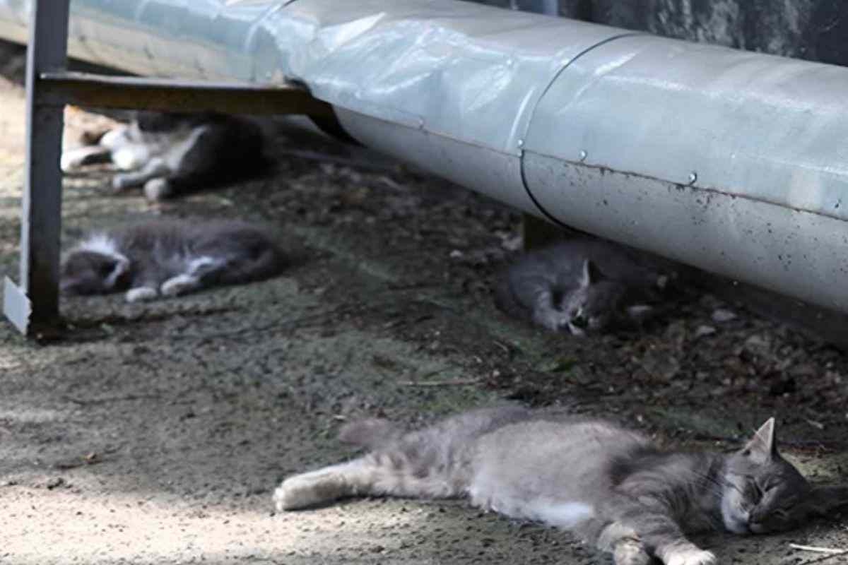 gatti a chernobyl