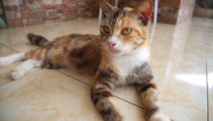 gattina Rosi