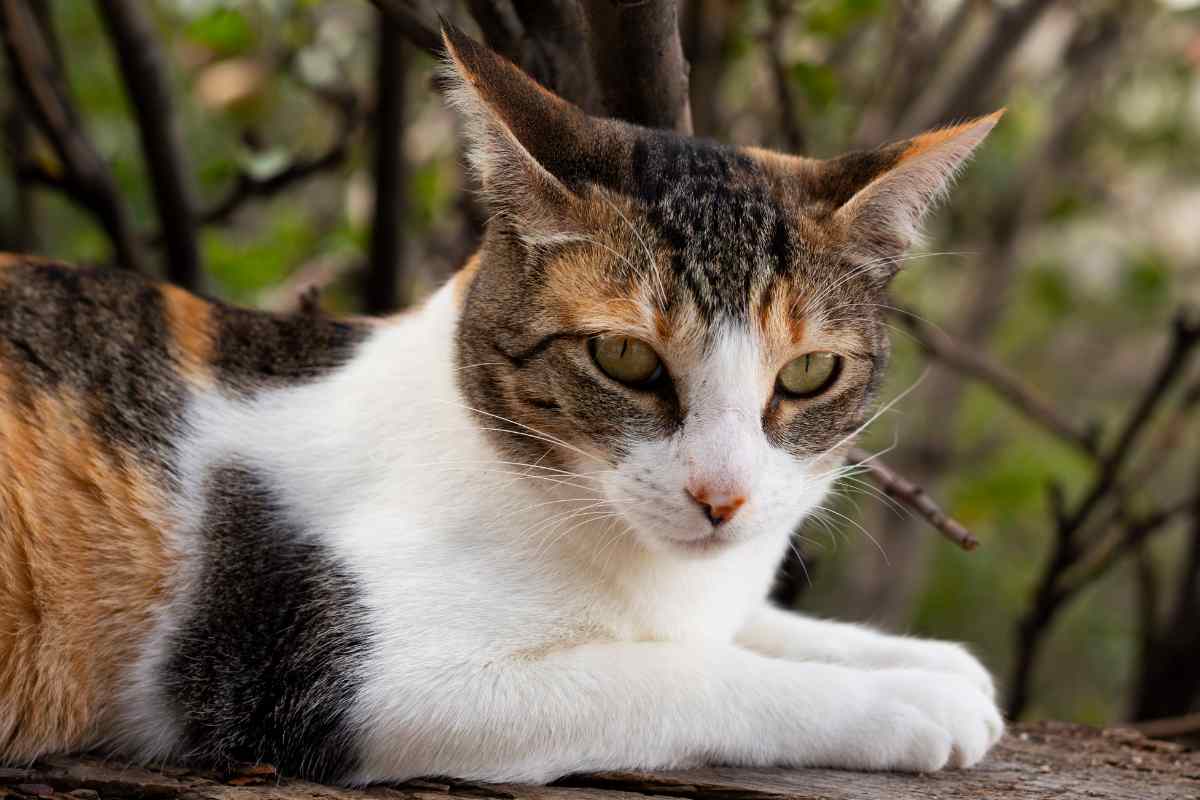 gattina Rosi