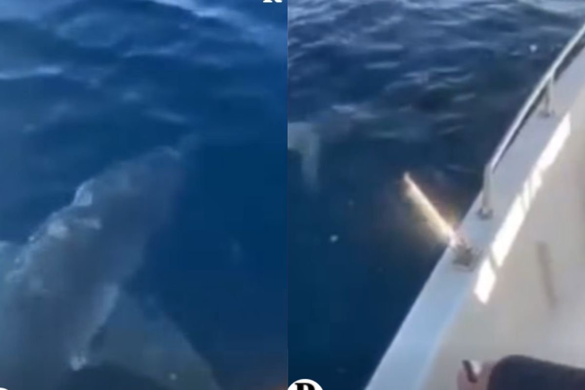 squalo mako in salento