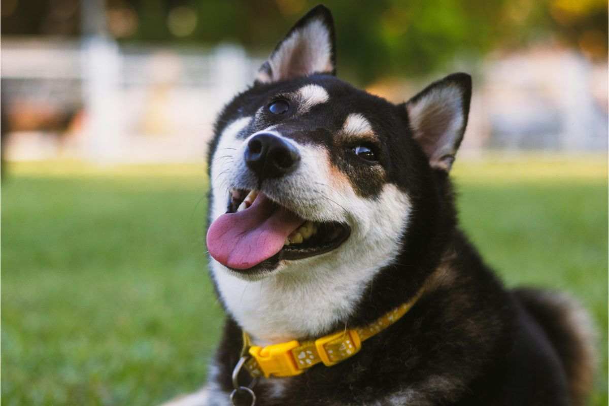 akita