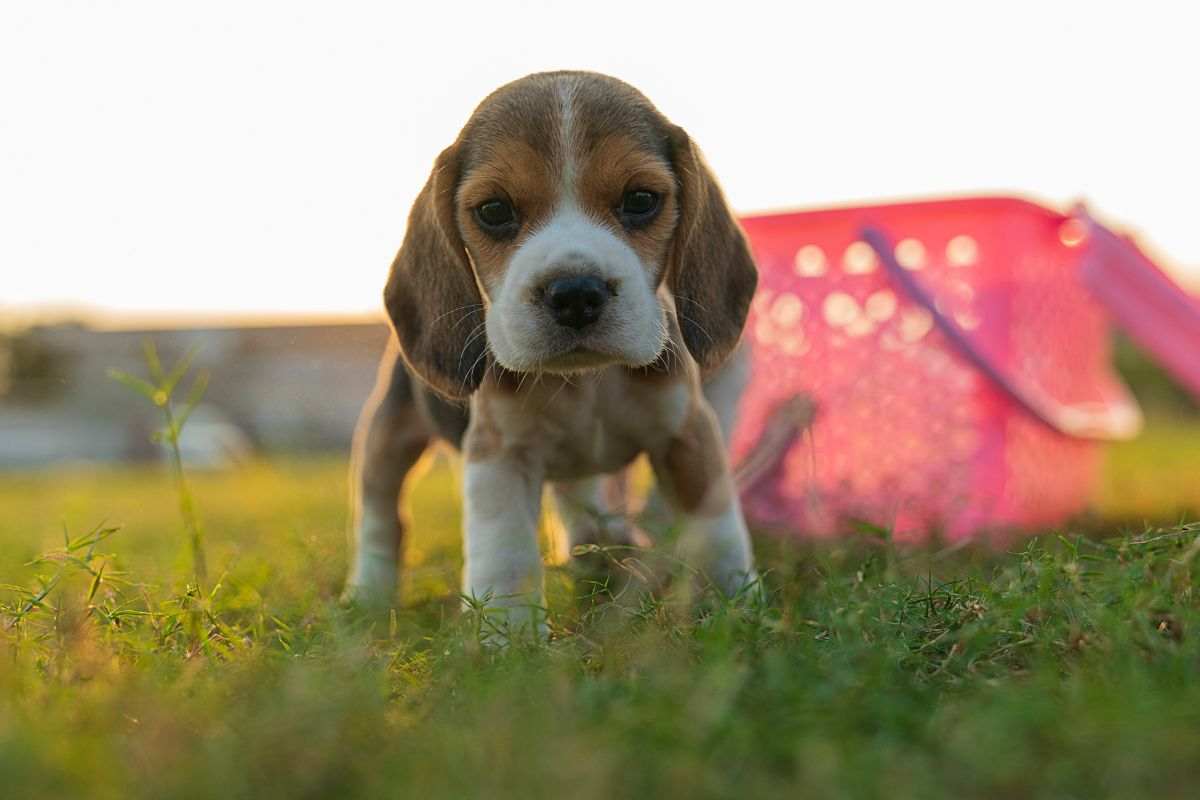 razza beagle