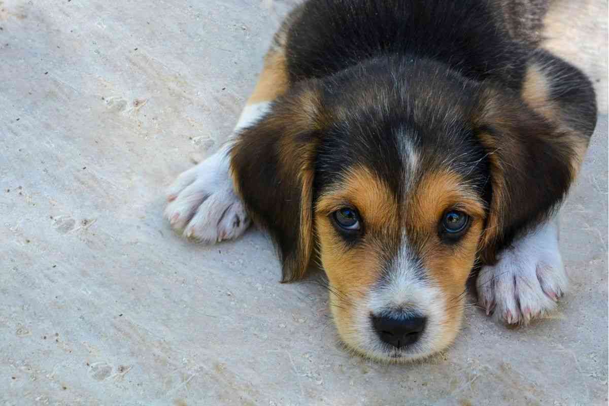 beagle