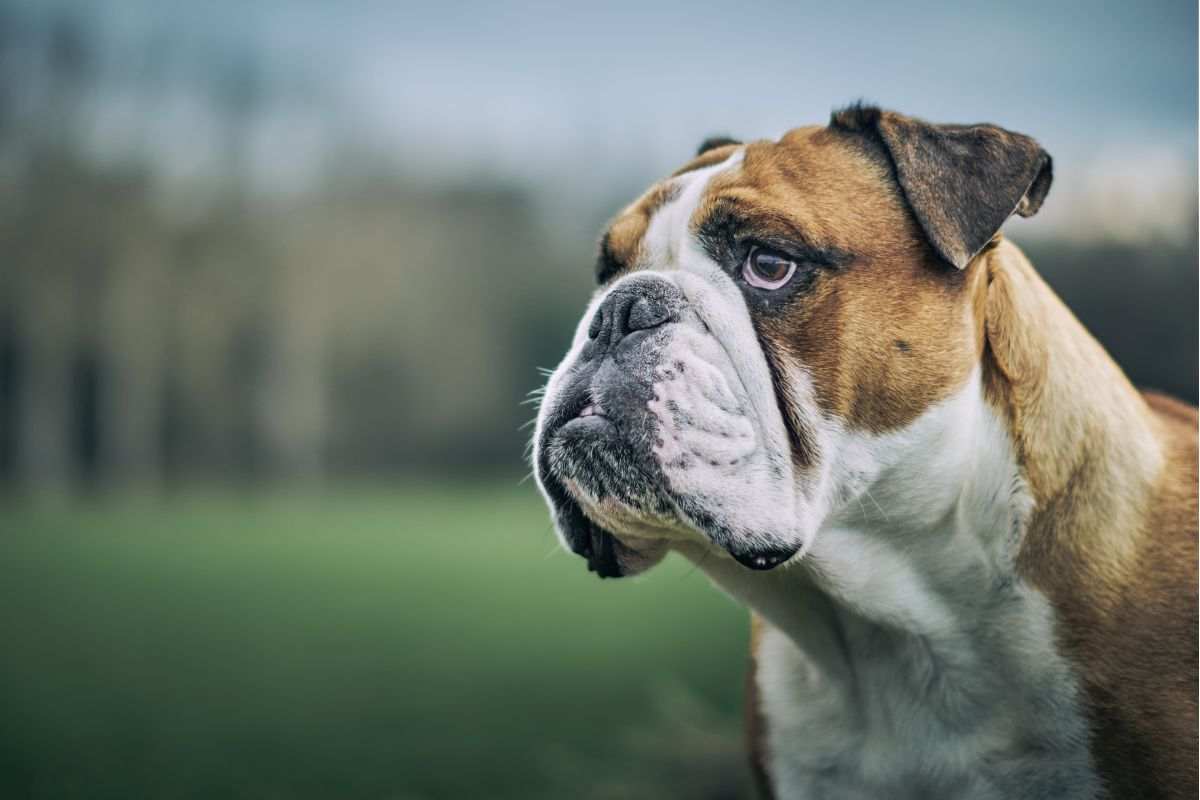 bulldog