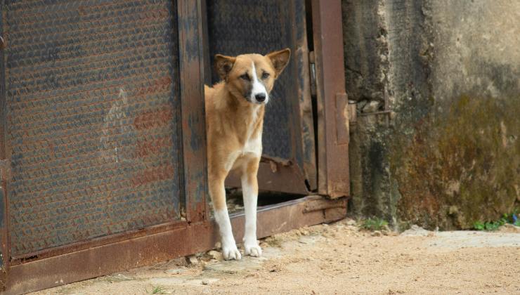 cagnolino randagio