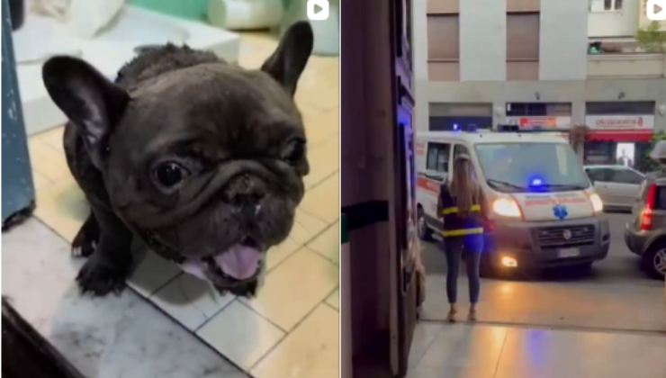 cagnolino salvato