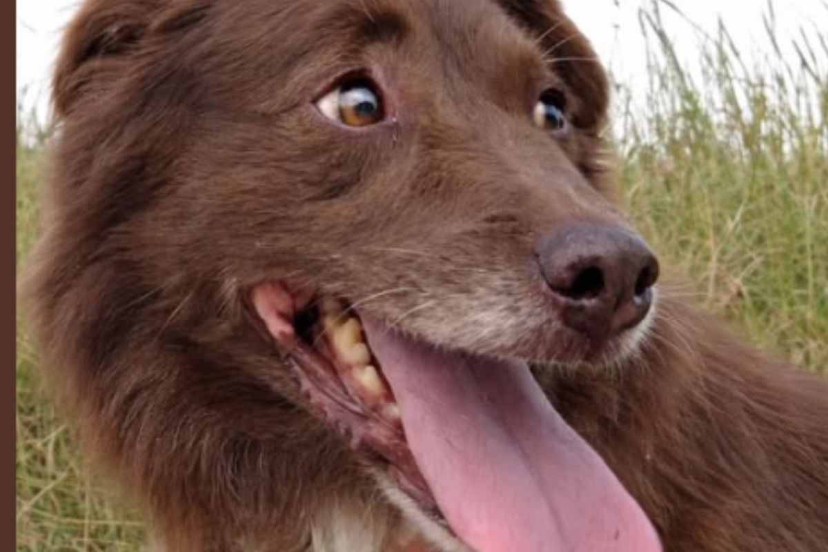 cane choco