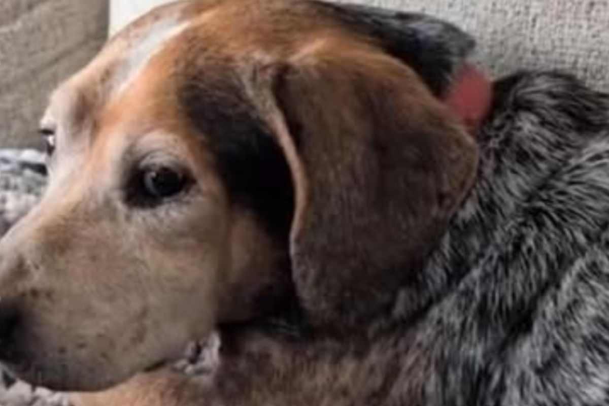 cane scomparso