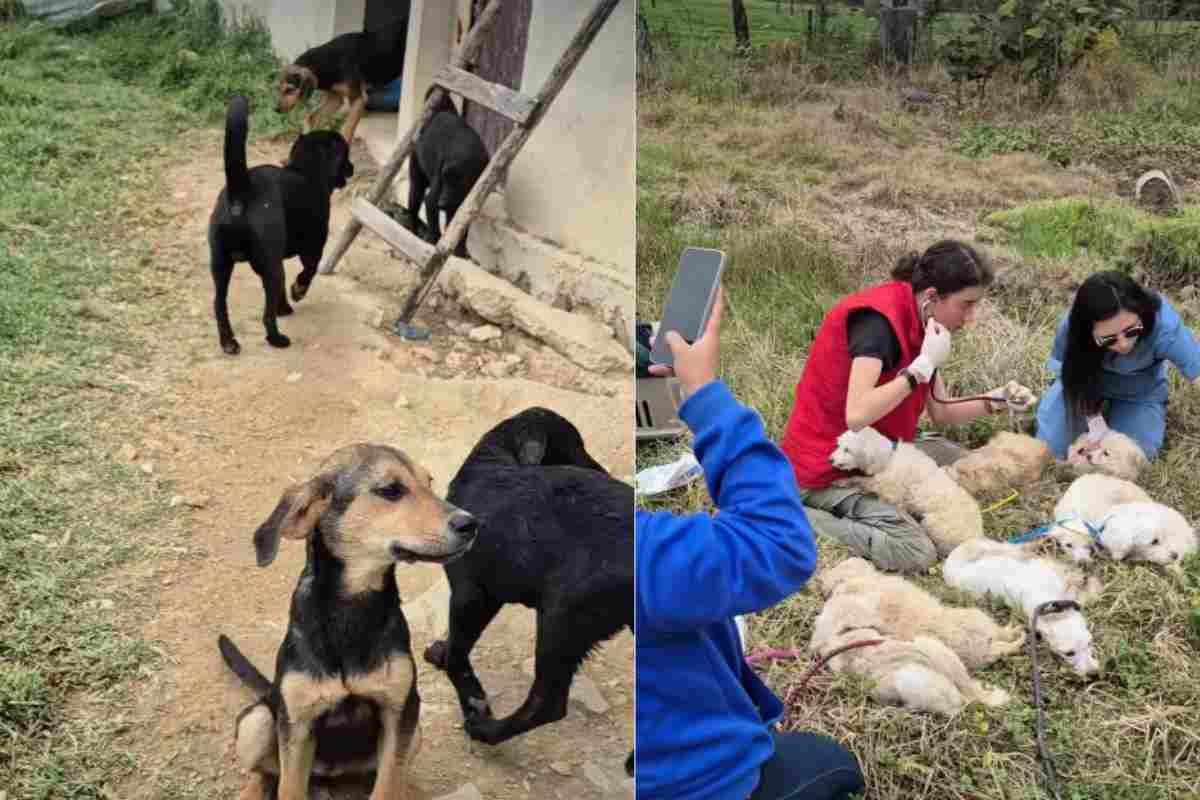 cani e gatti in un rifugio