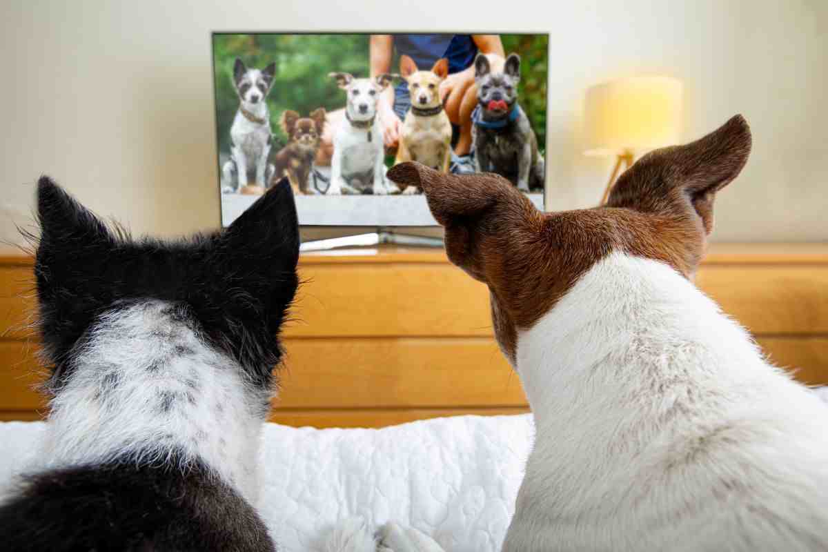 cani davanti alla tv