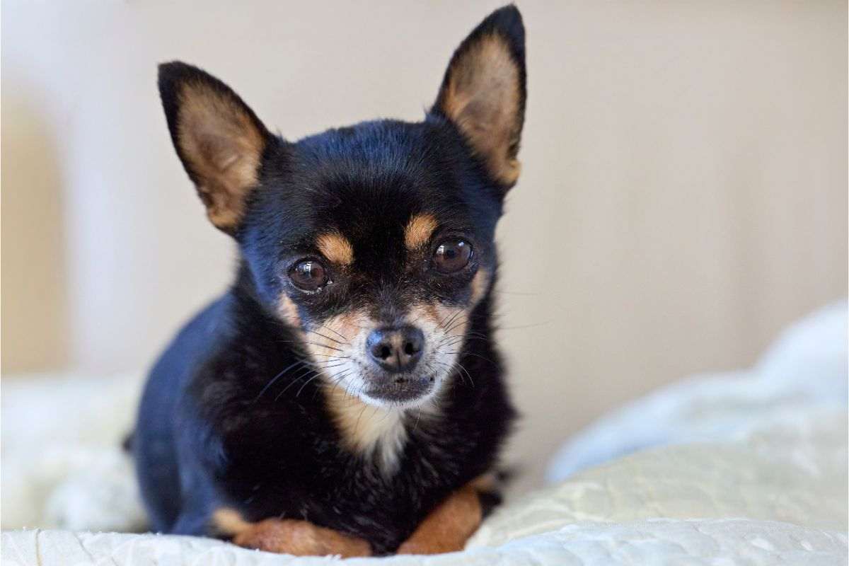 razza chihuahua