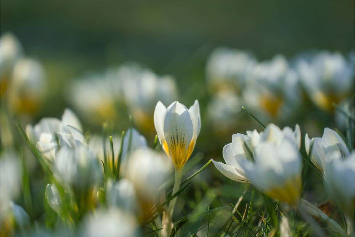 fiori