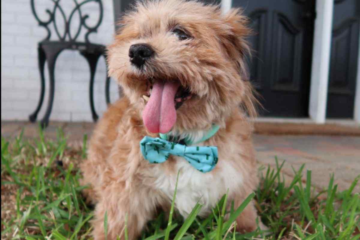 cane fred