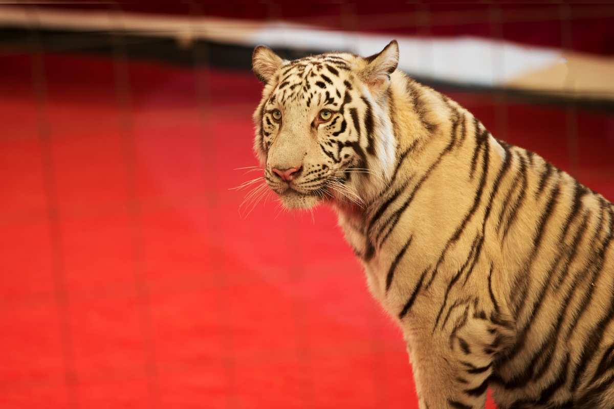 fuga della tigre