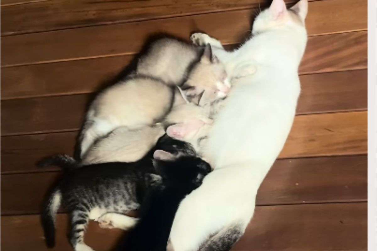 gattini e mamma