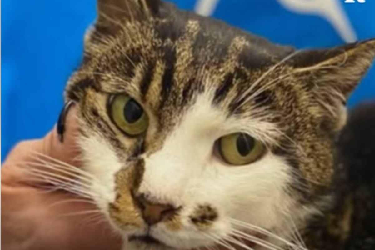 gattina 