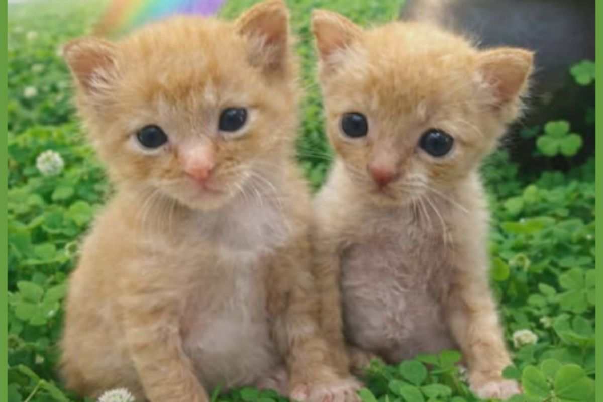 gatti in adozione