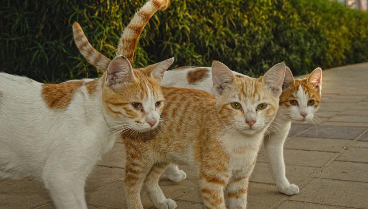 gatti randagi