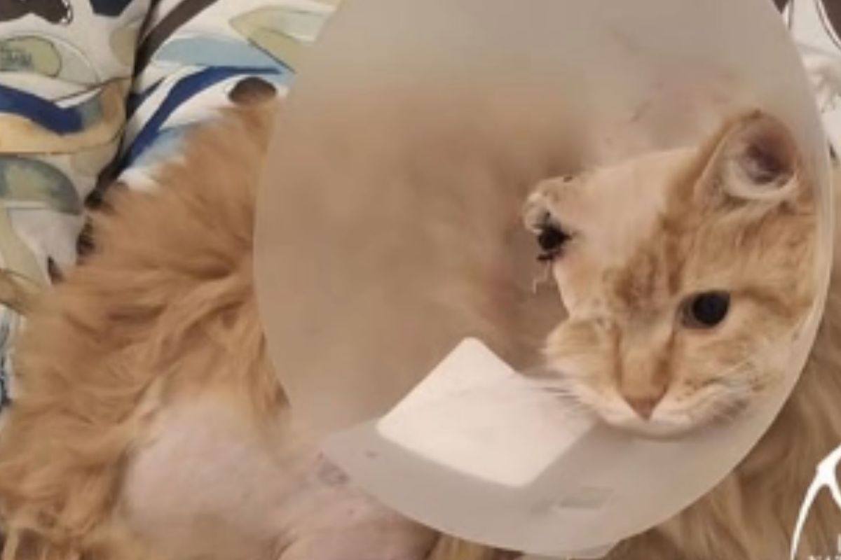 gatto Odino