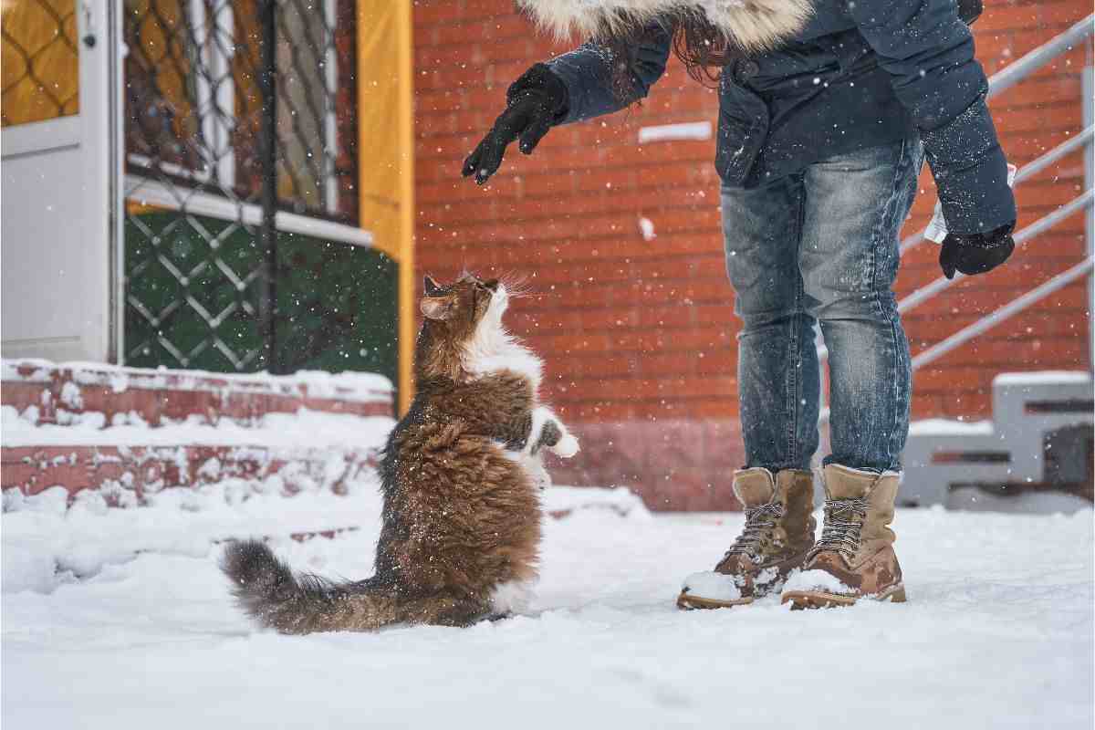 gatto imita