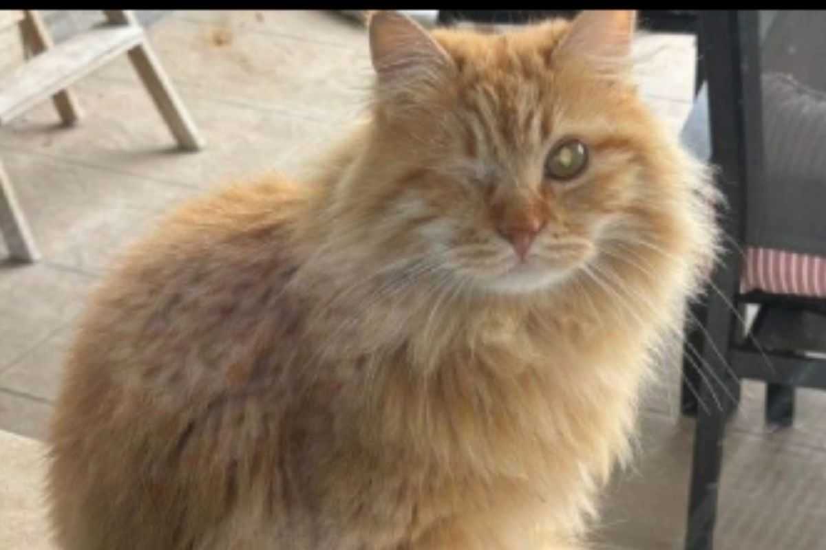 gatto bruciato