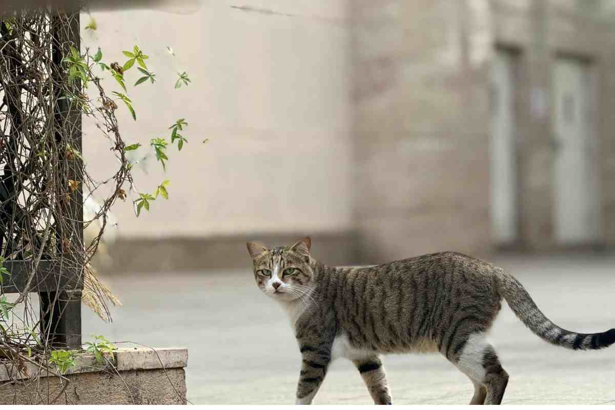 gatto 