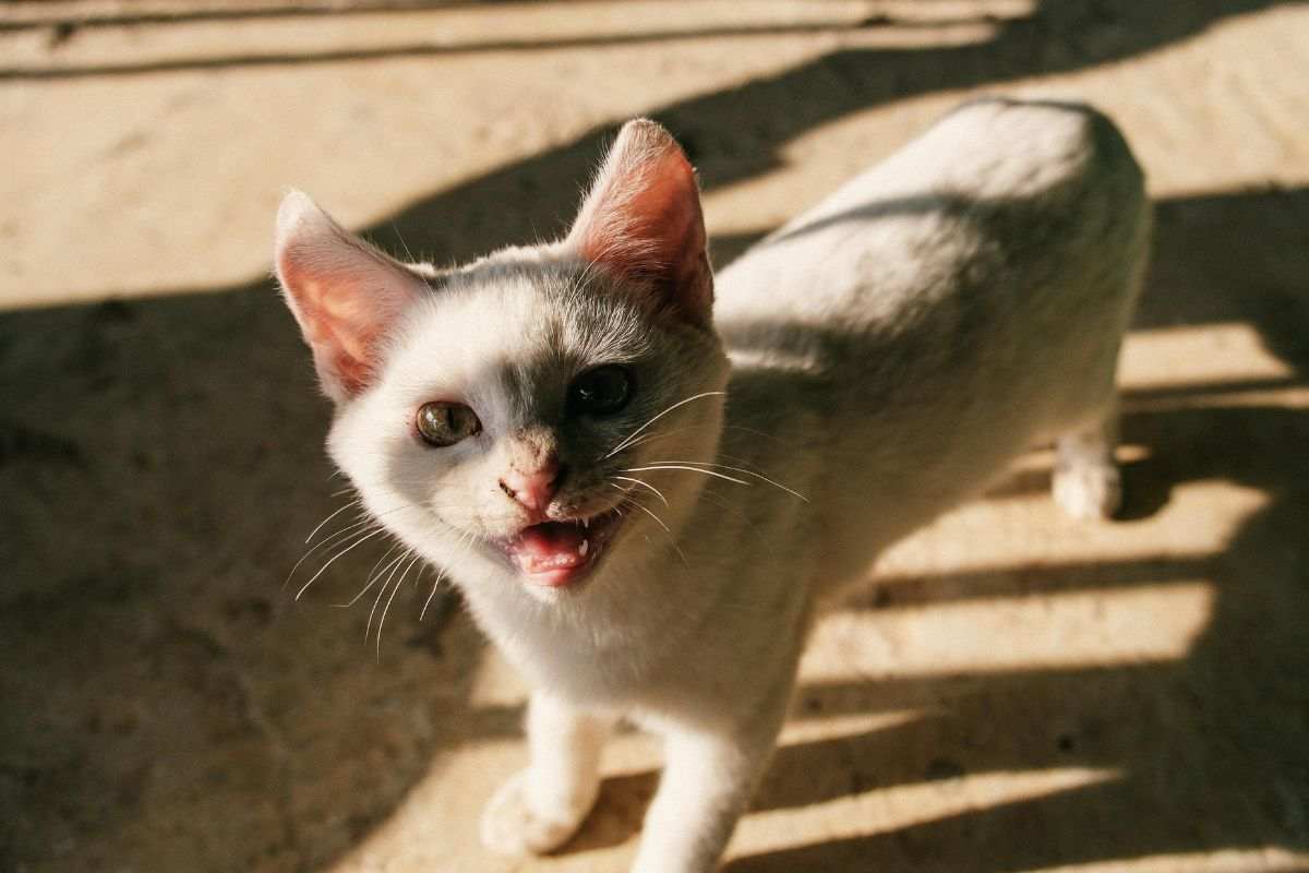 gatto miagola
