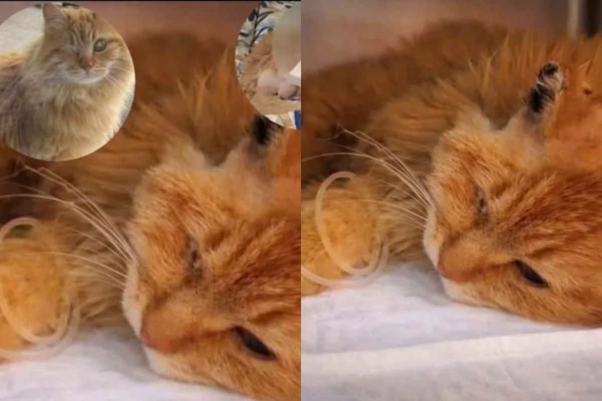 gatto maltrattato