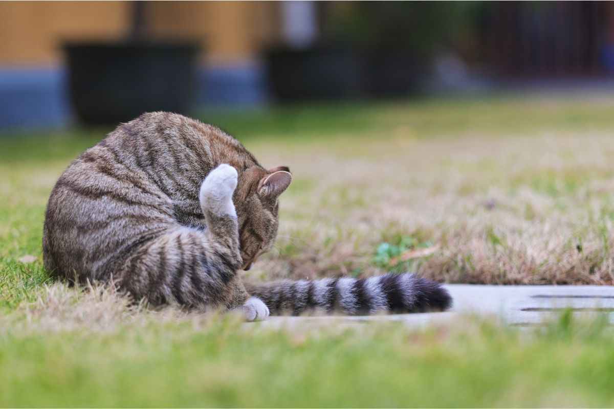 gatto si pulisce