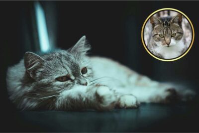 stress gatto