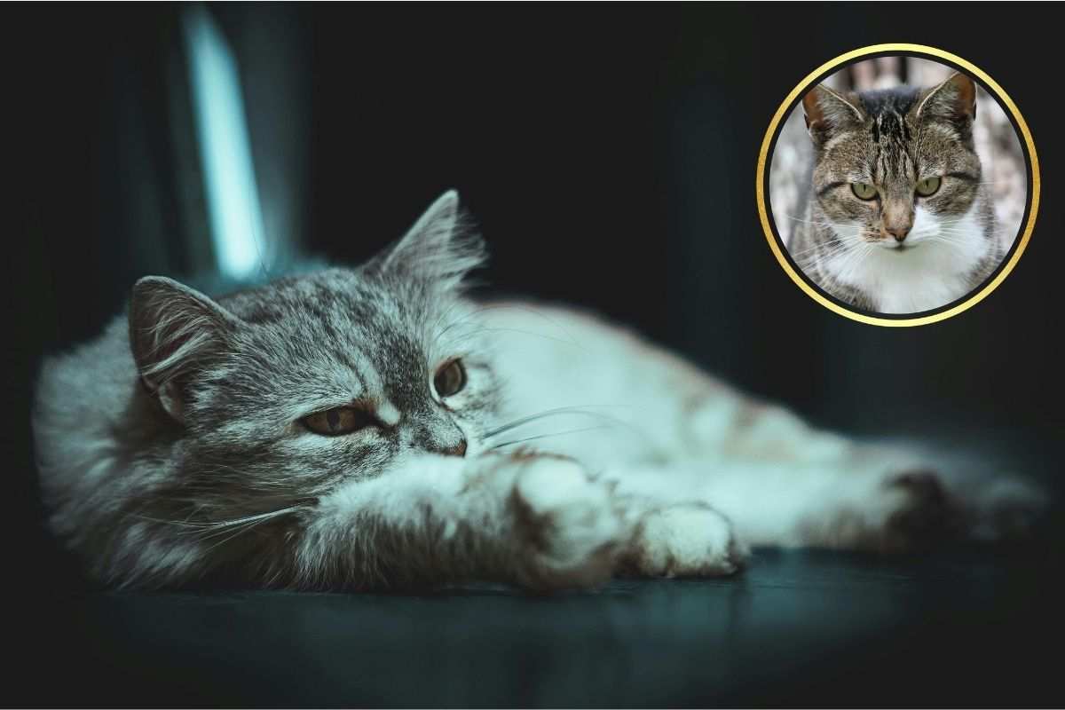 stress gatto