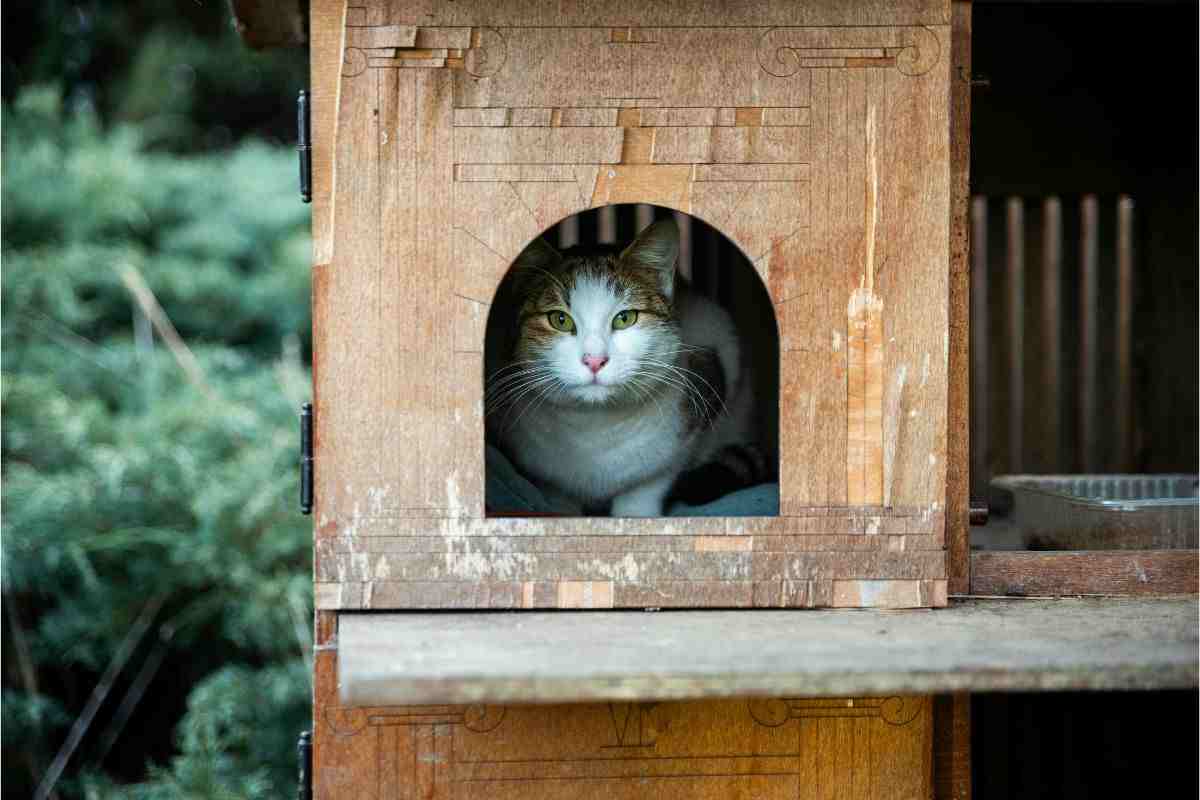 gatto in giardino