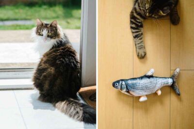 abilità del gatto