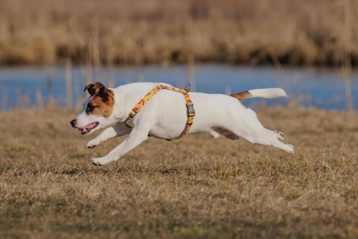 Jack russell