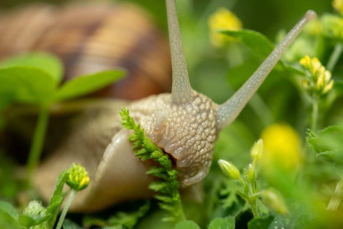 lumaca mangia