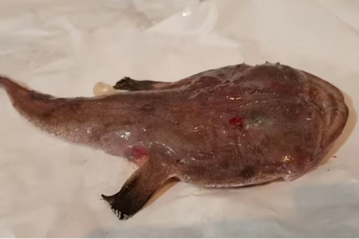 rana pescatrice 