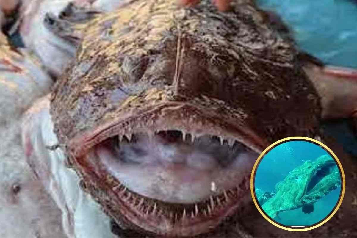 rana pescatrice