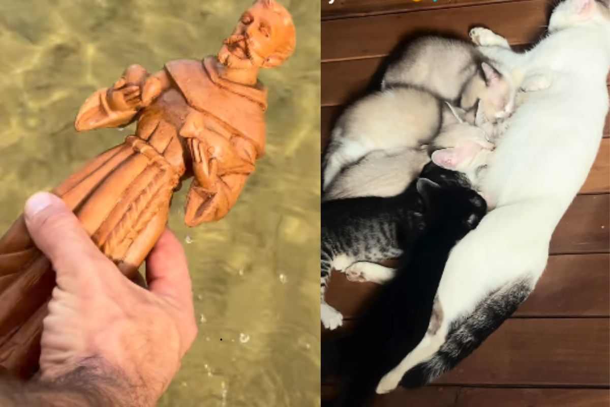 santo e gatti