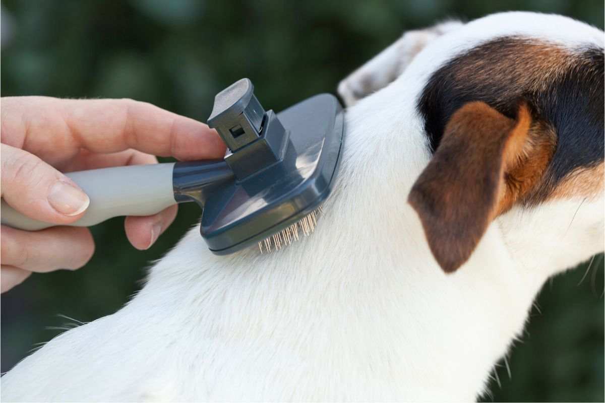 muta del cane