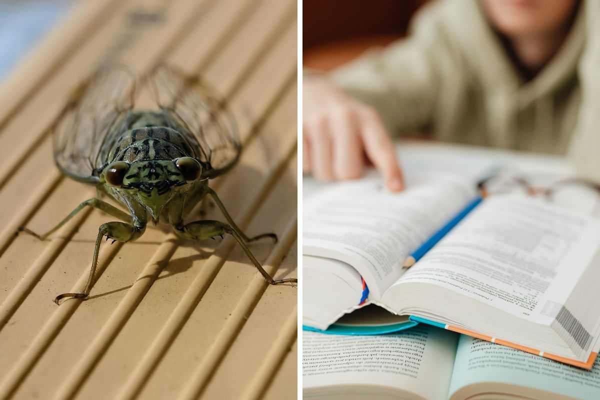 studi su animali