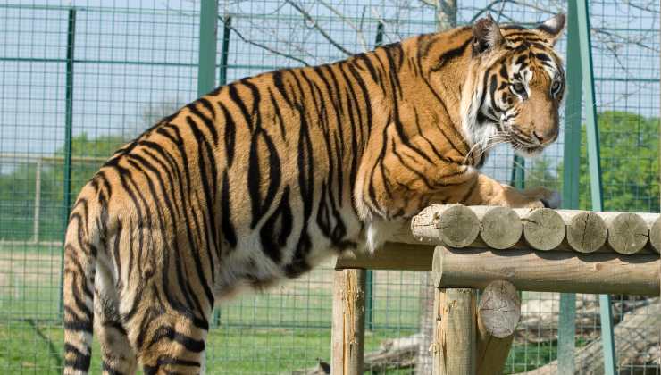 tigre in gabbia