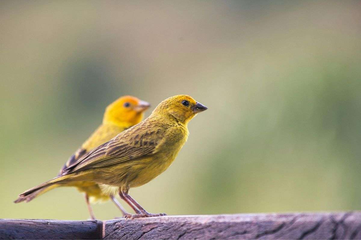 uccelli 