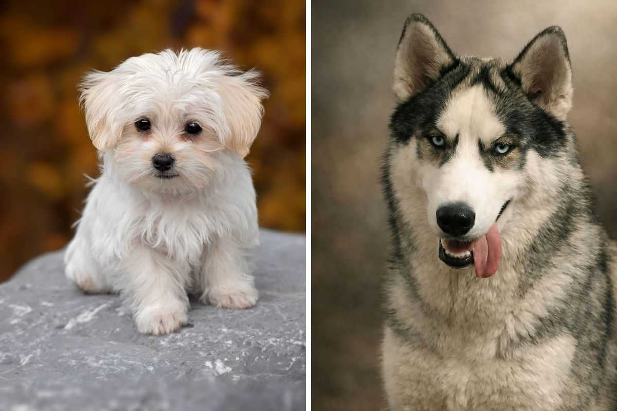 adottare un cane