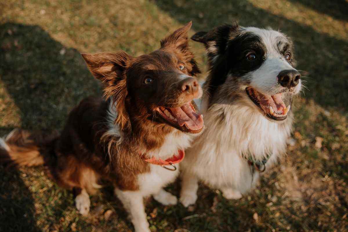 razze di cani