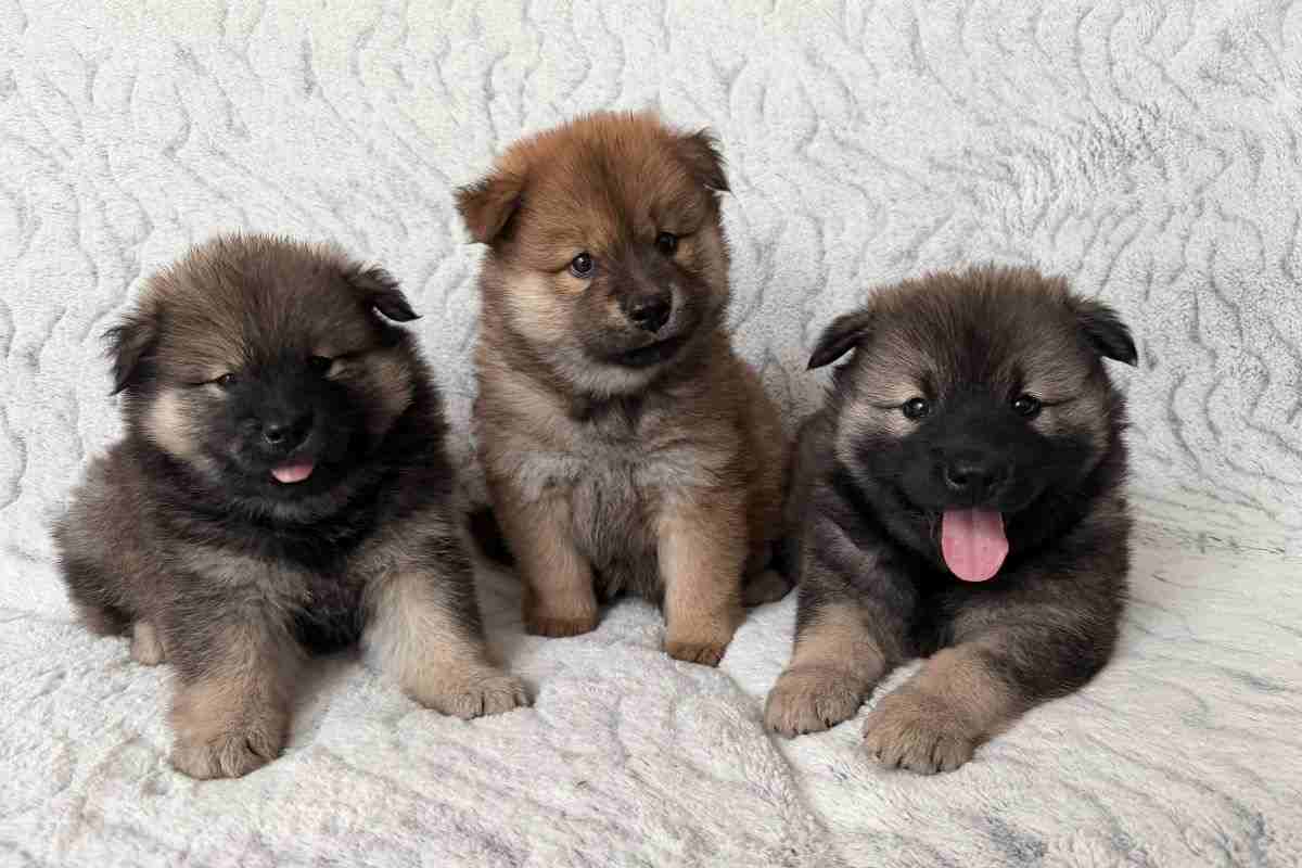cuccioli