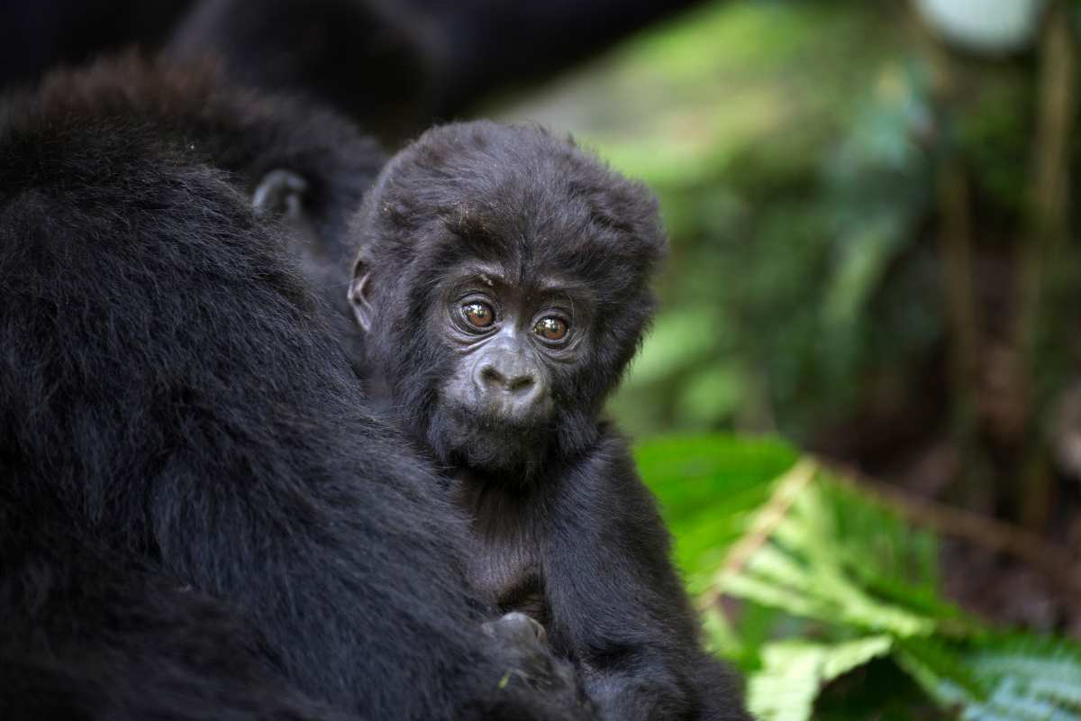 il gorilla in Ruanda