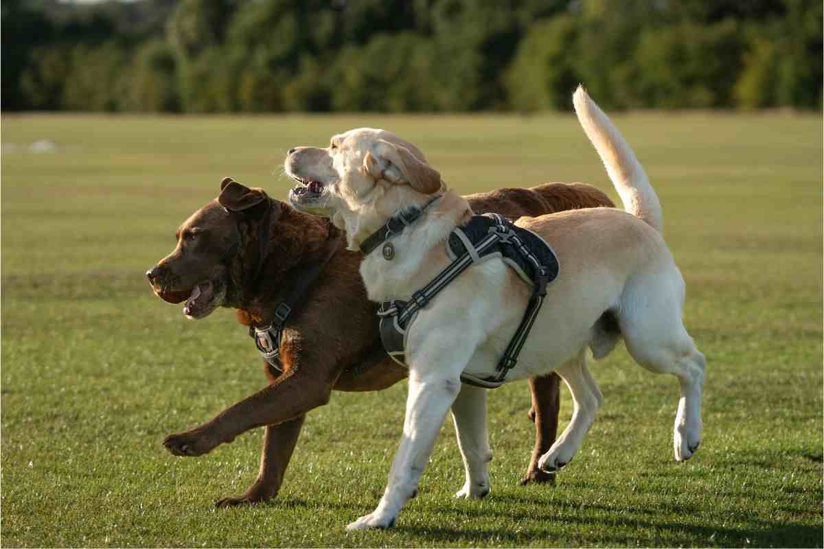 asilo cani
