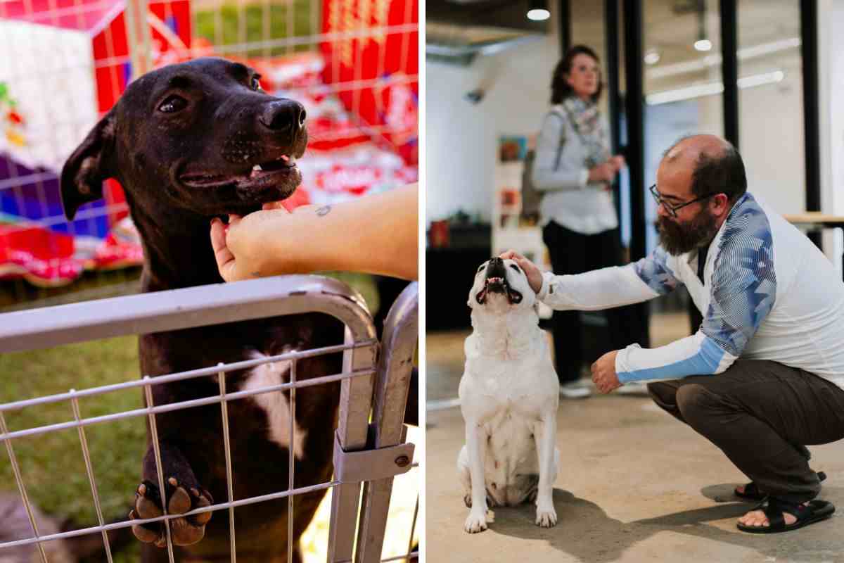 strutture per animali