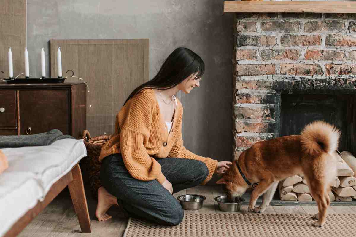 pet sitter 